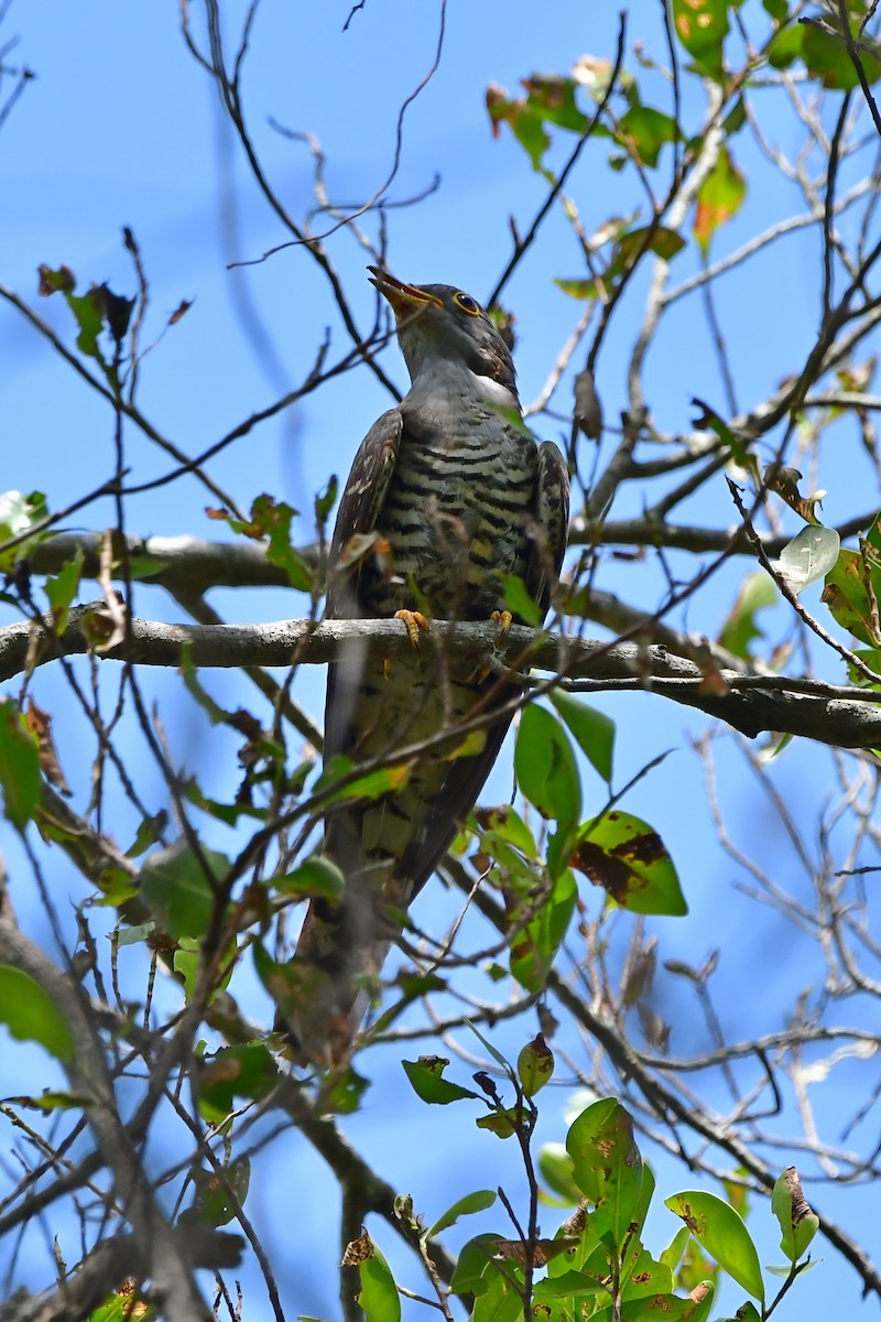 Coucou à ailes courtes - ML573906211