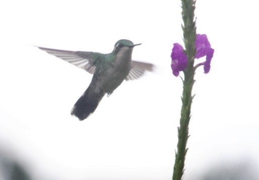 kolibřík zahradní - ML573906361