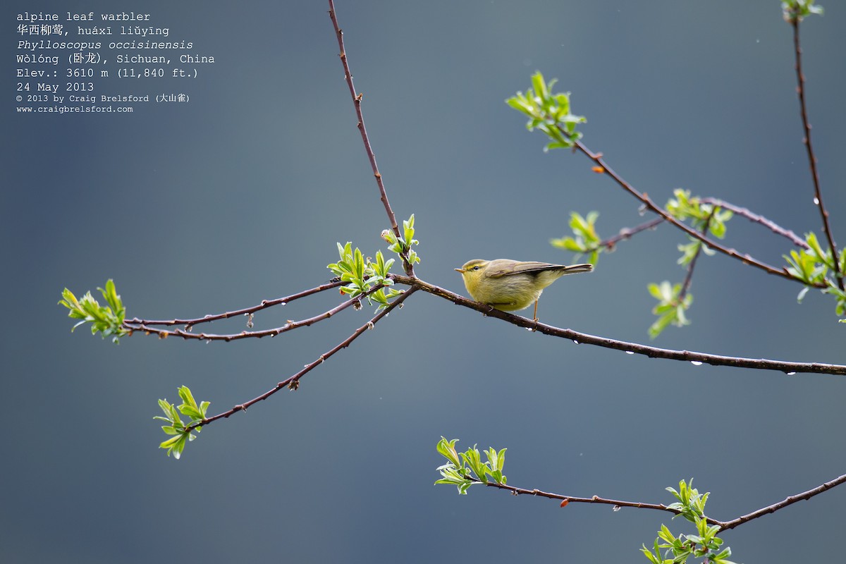 Tickell's Leaf Warbler (Alpine) - ML57390731