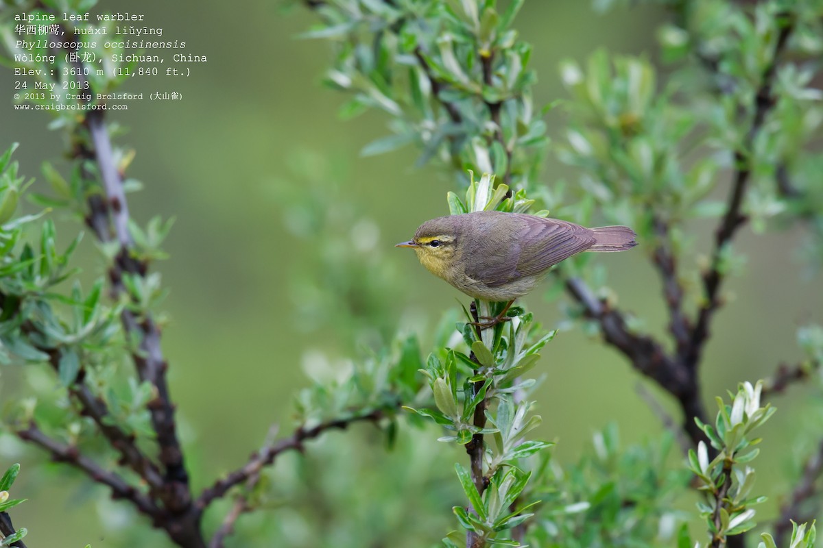 Tickell's Leaf Warbler (Alpine) - Craig Brelsford