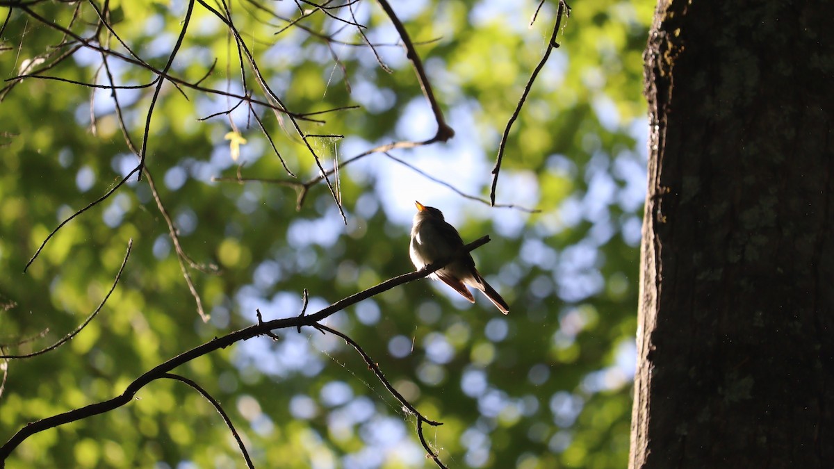 Eastern Wood-Pewee - ML573907431