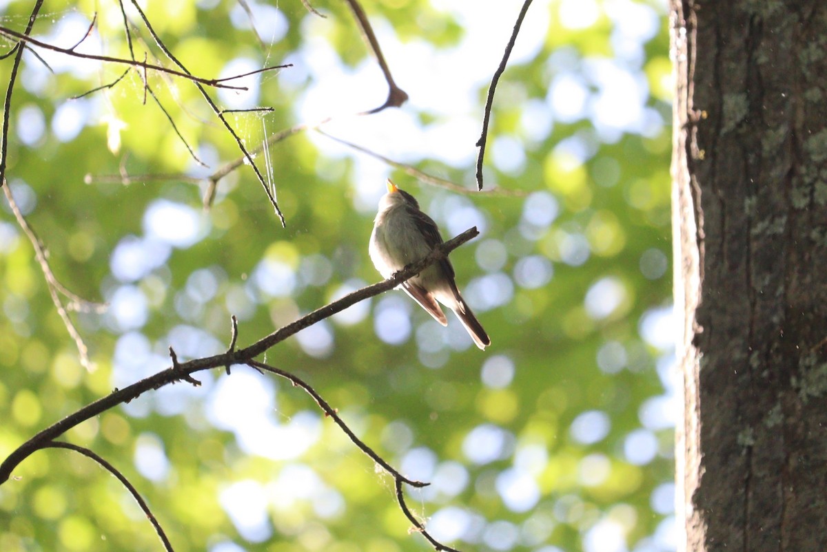 Eastern Wood-Pewee - ML573907501