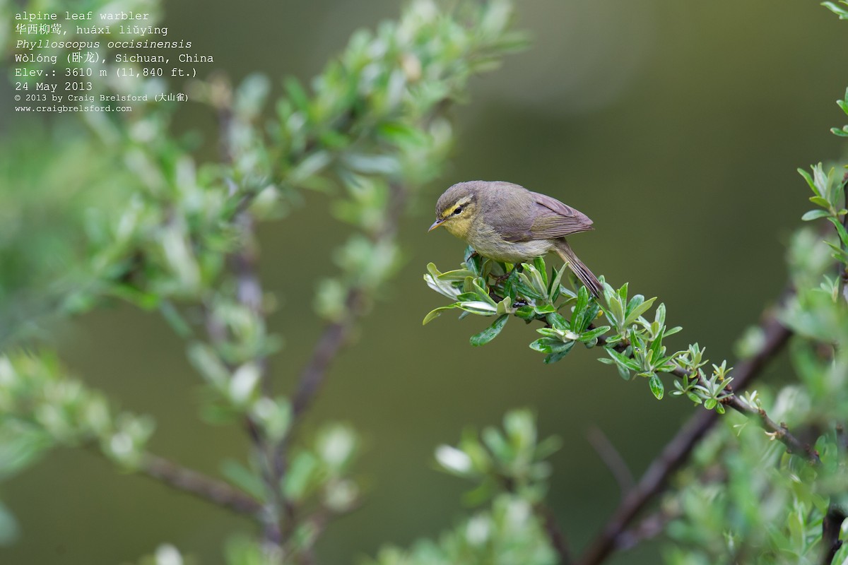 Tickell's Leaf Warbler (Alpine) - ML57390751