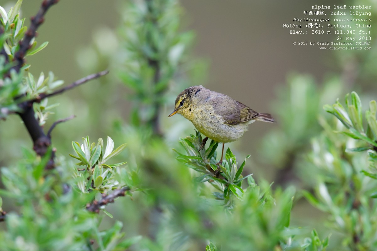 Tickell's Leaf Warbler (Alpine) - Craig Brelsford