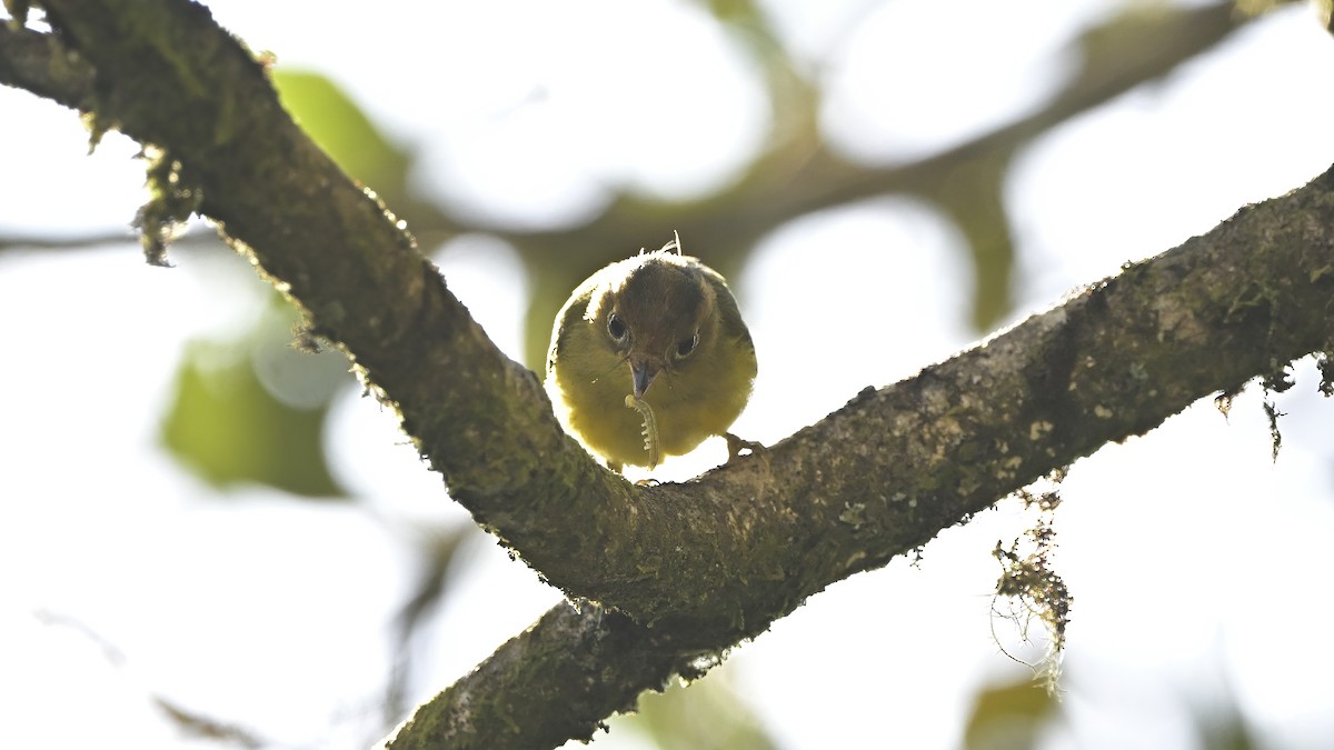 Yellow-breasted Warbler - xiwen CHEN