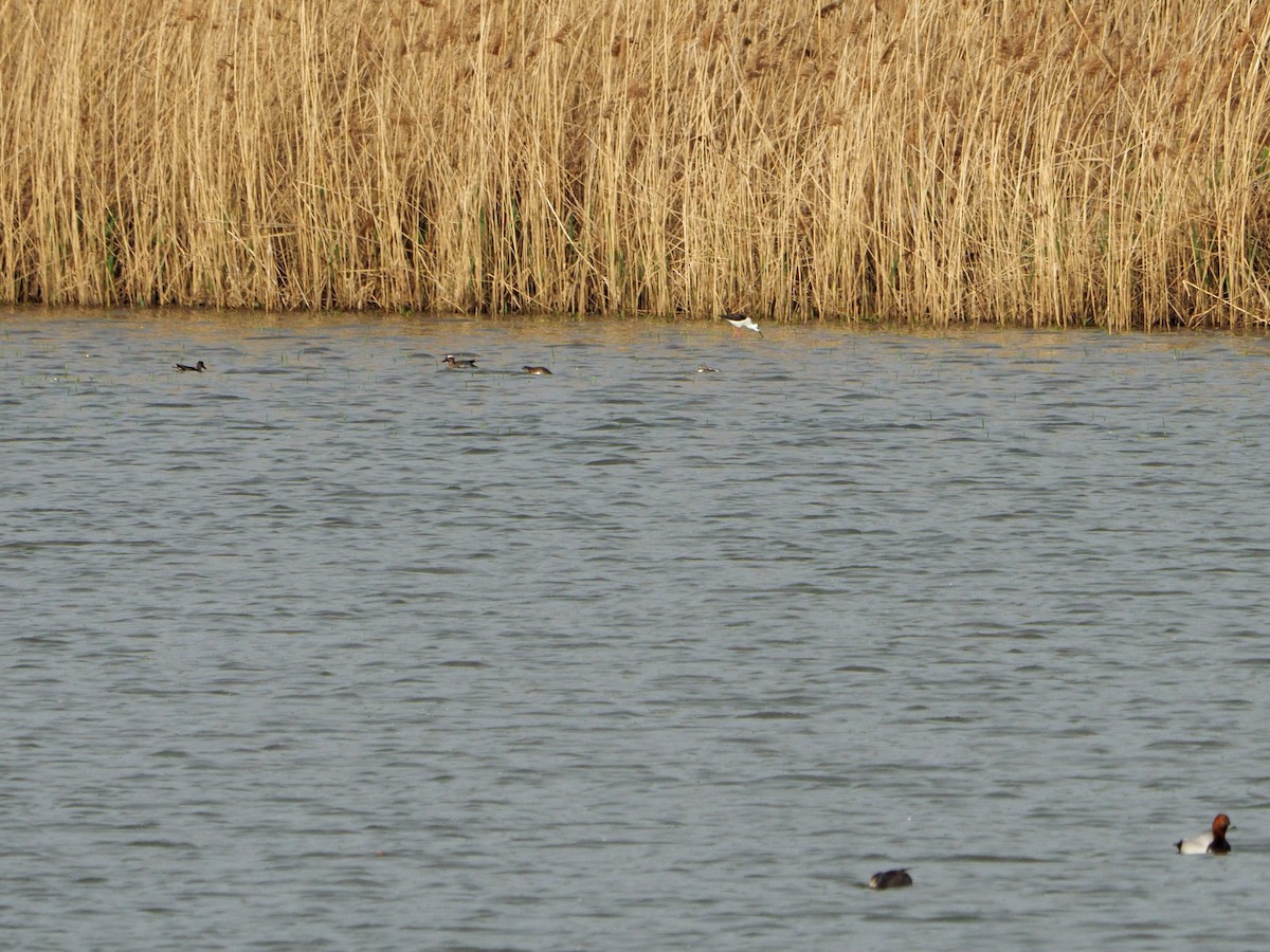 Black-winged Stilt - Brian Carruthers