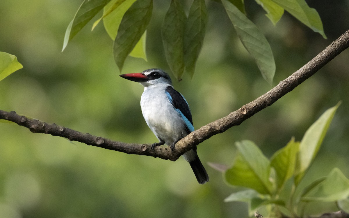 Woodland Kingfisher - ML573912641