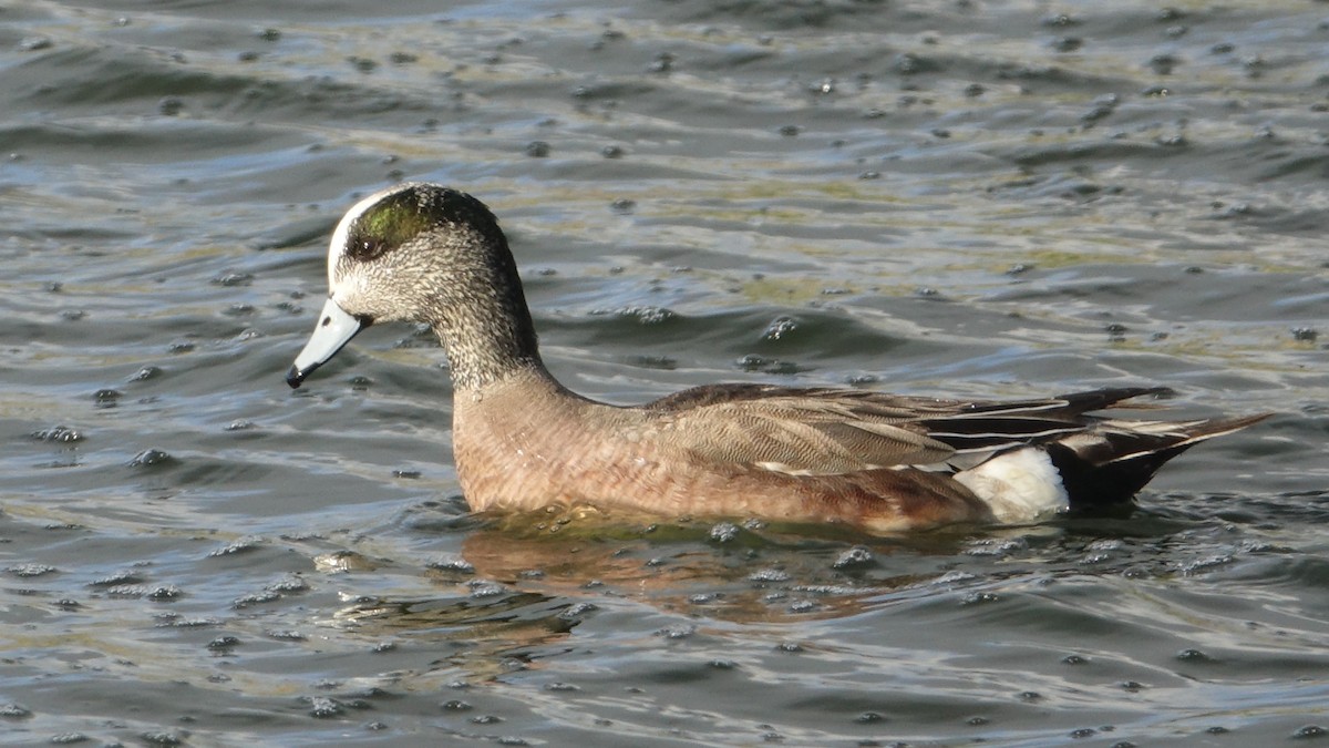 American Wigeon - ML573912671