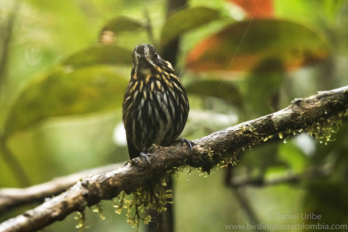 Crescent-faced Antpitta - ML57391321