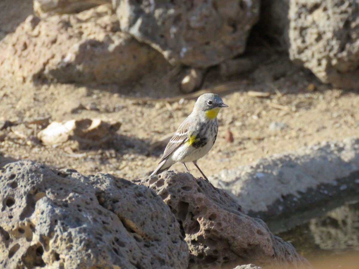 Yellow-rumped Warbler - Pam Otley