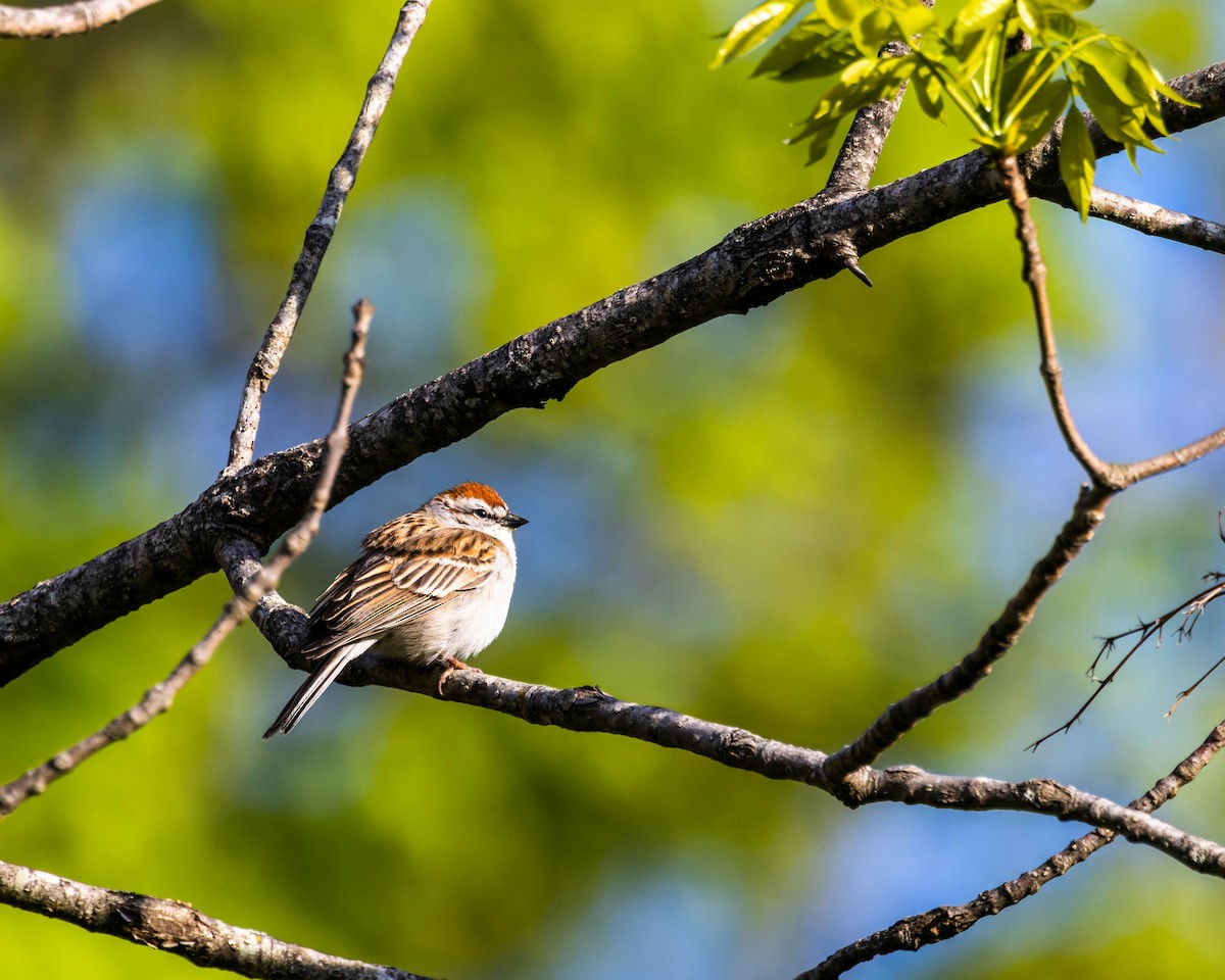 Chipping Sparrow - ML573915631