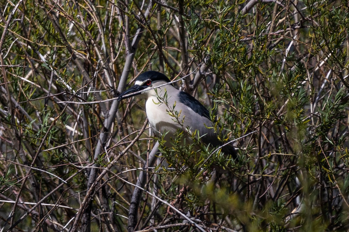 Black-crowned Night Heron - ML573916421