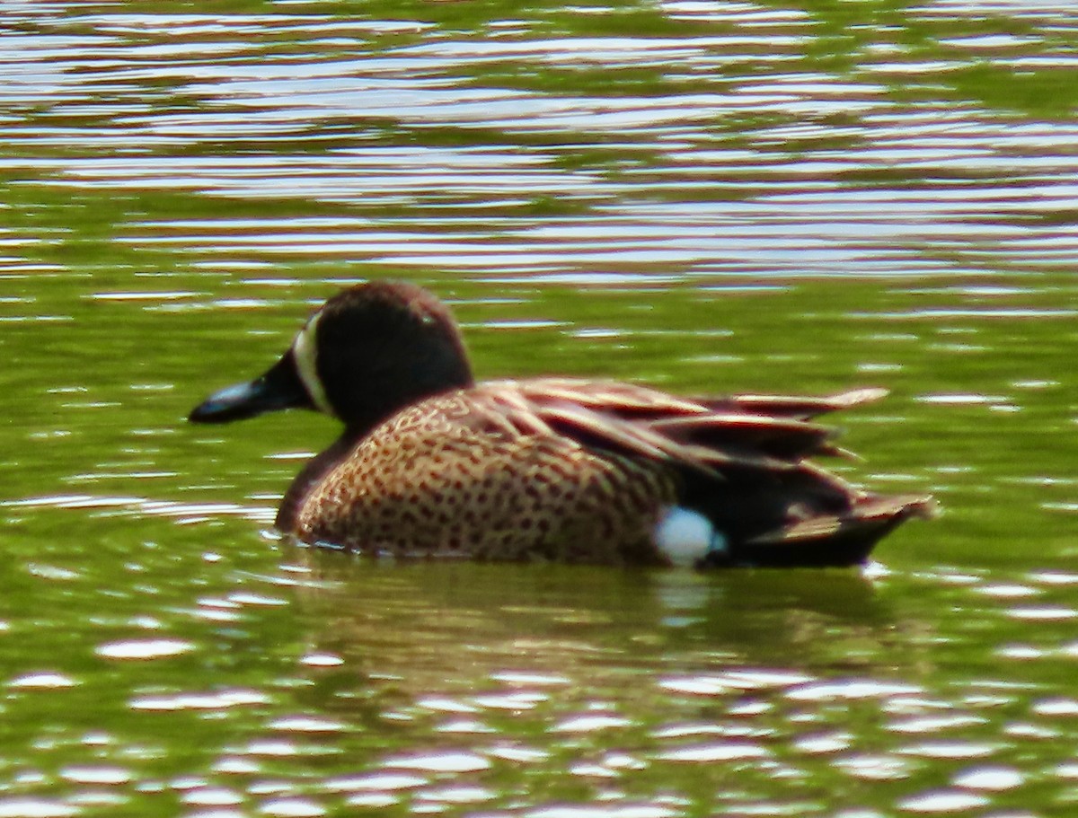 Blue-winged Teal - ML573917071