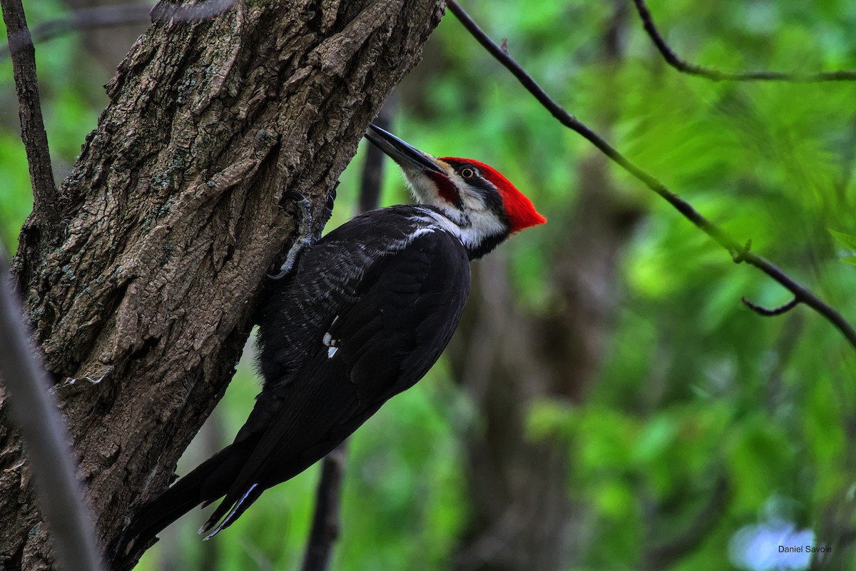 Pileated Woodpecker - ML573918501