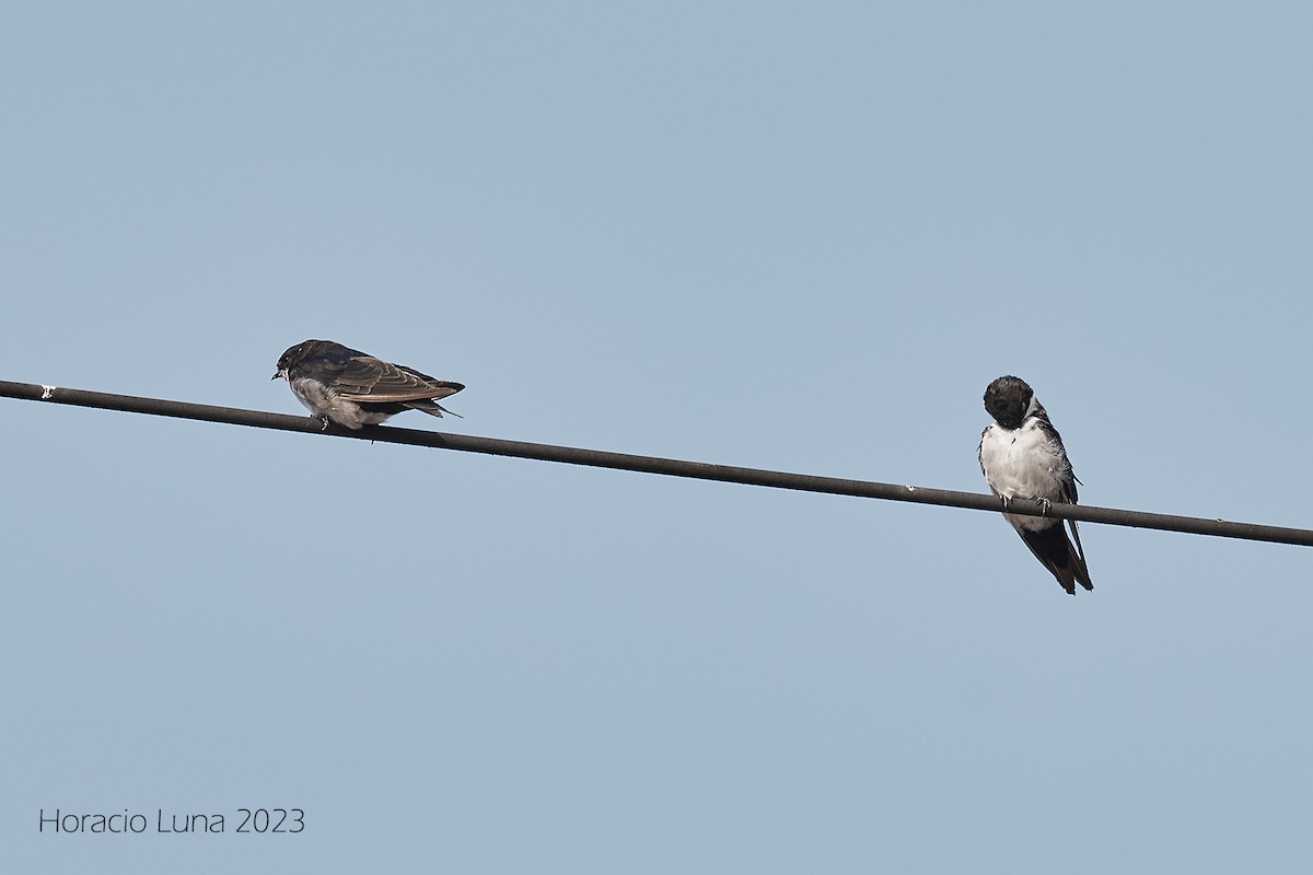 Blue-and-white Swallow (peruviana) - Horacio Luna