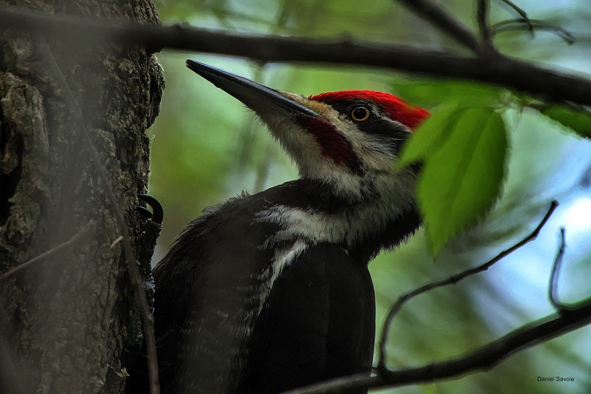 Pileated Woodpecker - ML573918671