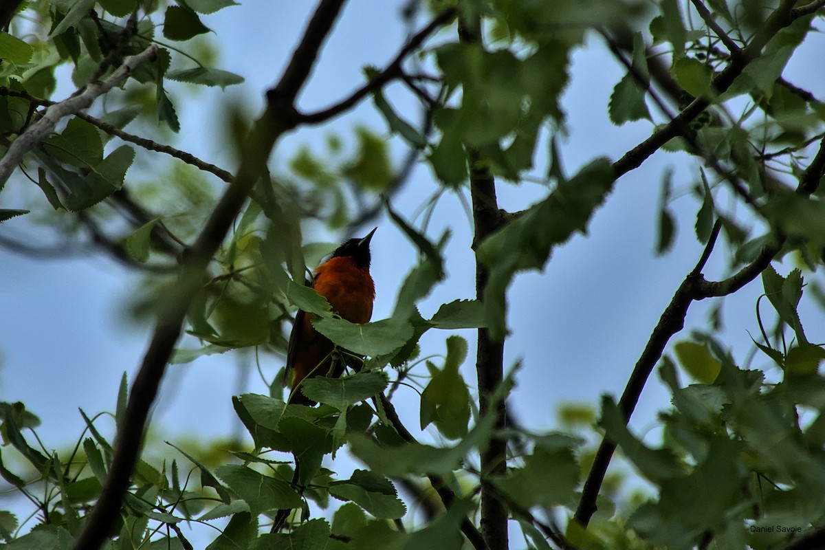 Baltimore Oriole - ML573919291