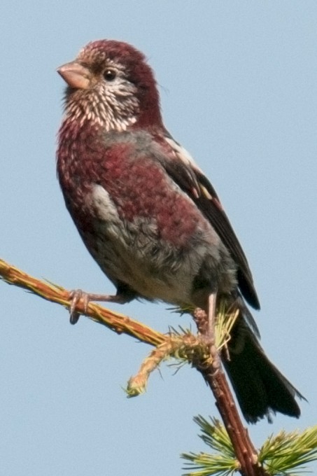 Three-banded Rosefinch - ML57391971