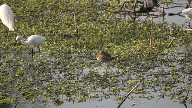 Pheasant-tailed Jacana - ML573920151