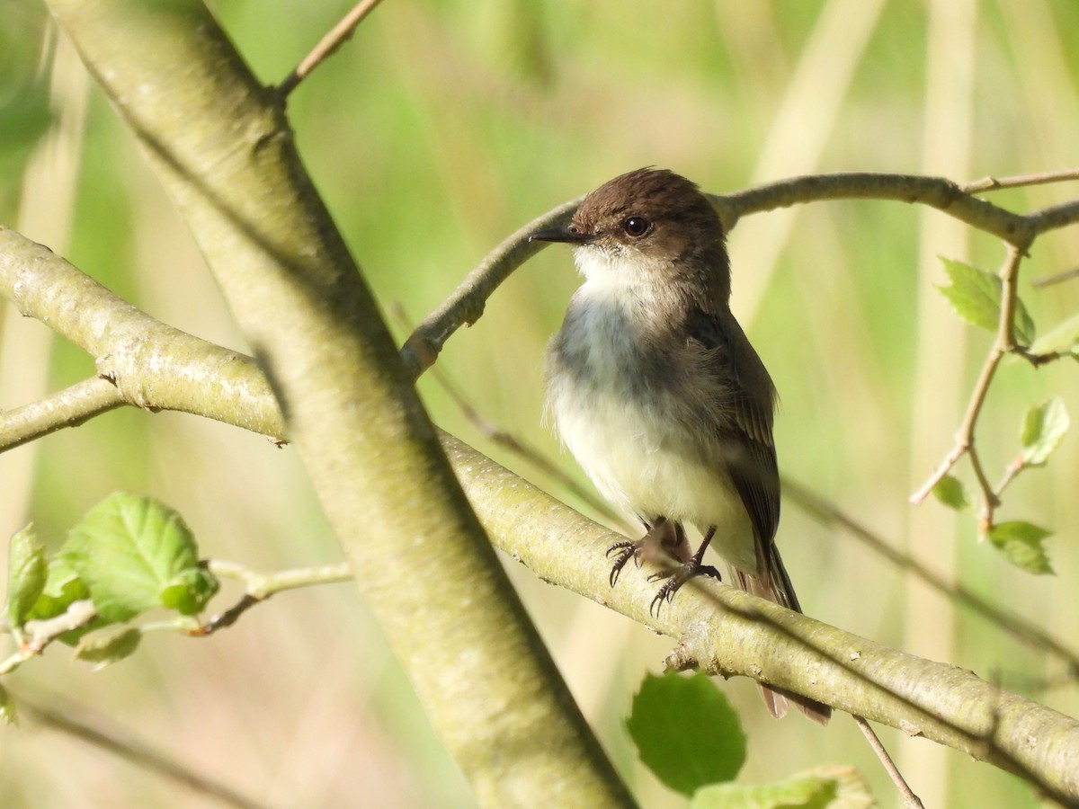 Eastern Phoebe - ML573921331