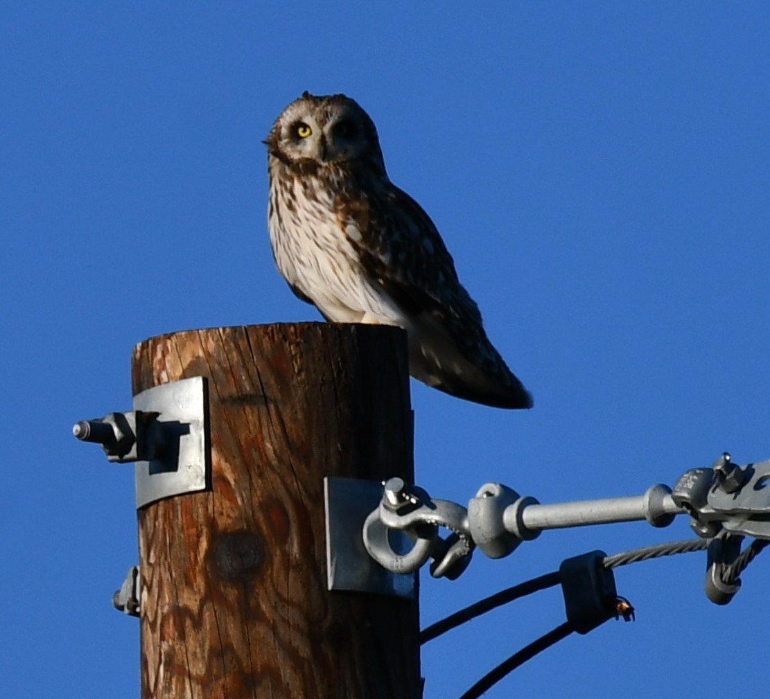 Short-eared Owl - ML573921391
