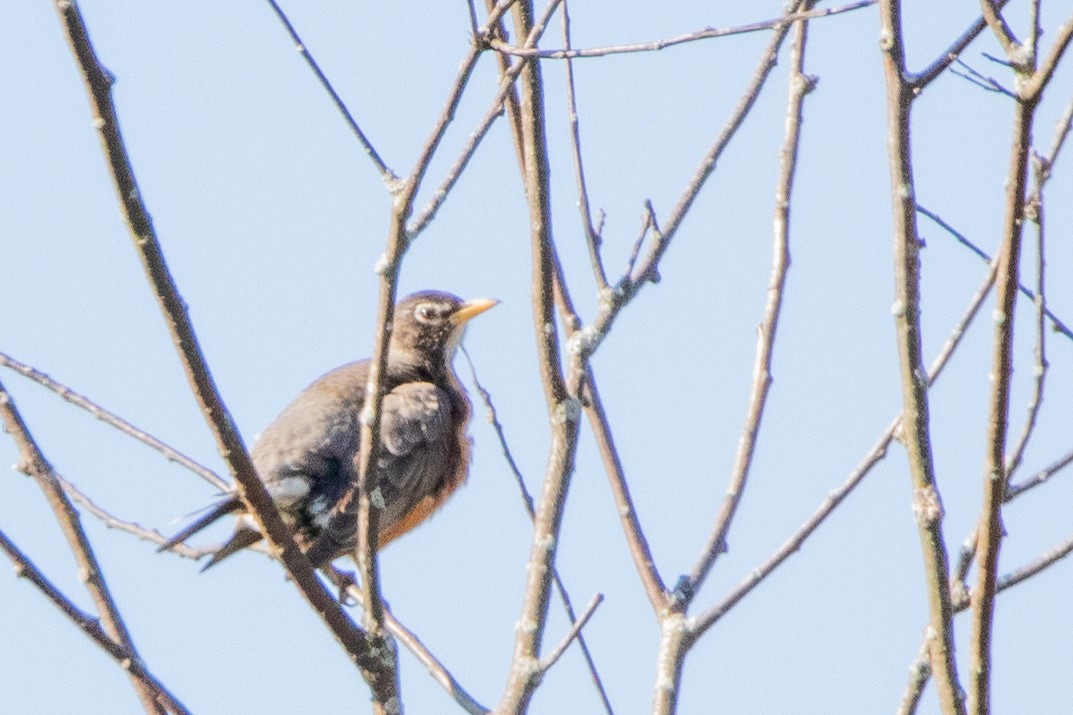 American Robin - ML573922411