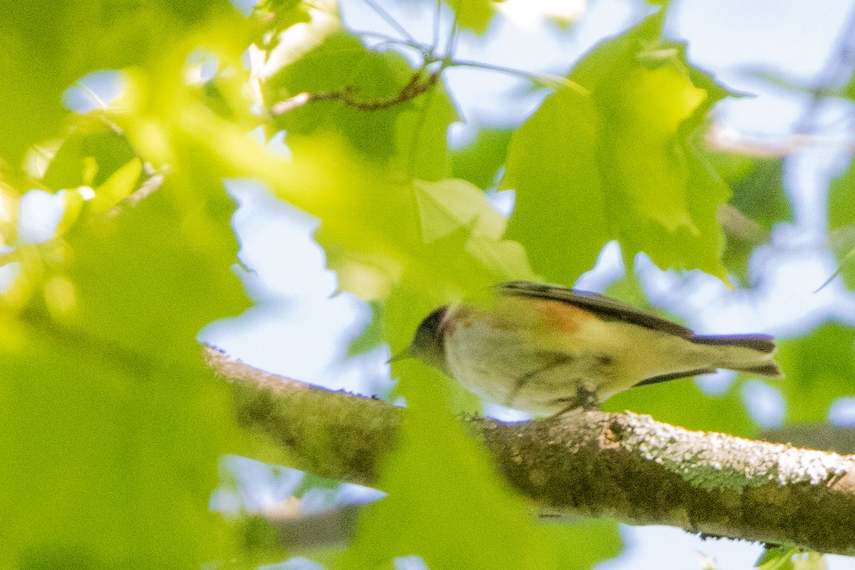 Bay-breasted Warbler - ML573922501