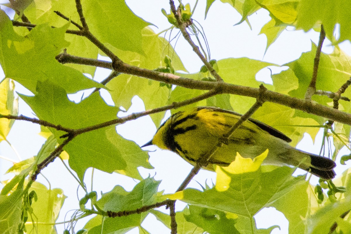 Magnolia Warbler - ML573922561