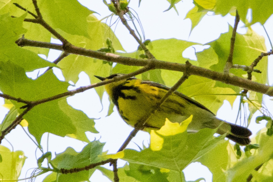 Magnolia Warbler - ML573922571