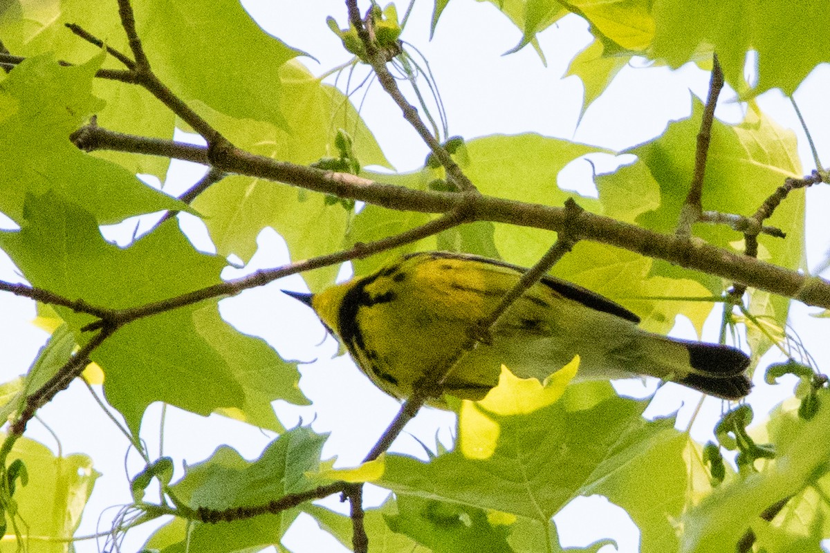 Magnolia Warbler - ML573922581