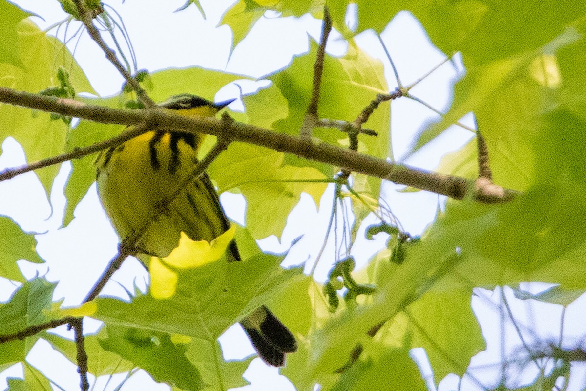 Magnolia Warbler - ML573922591