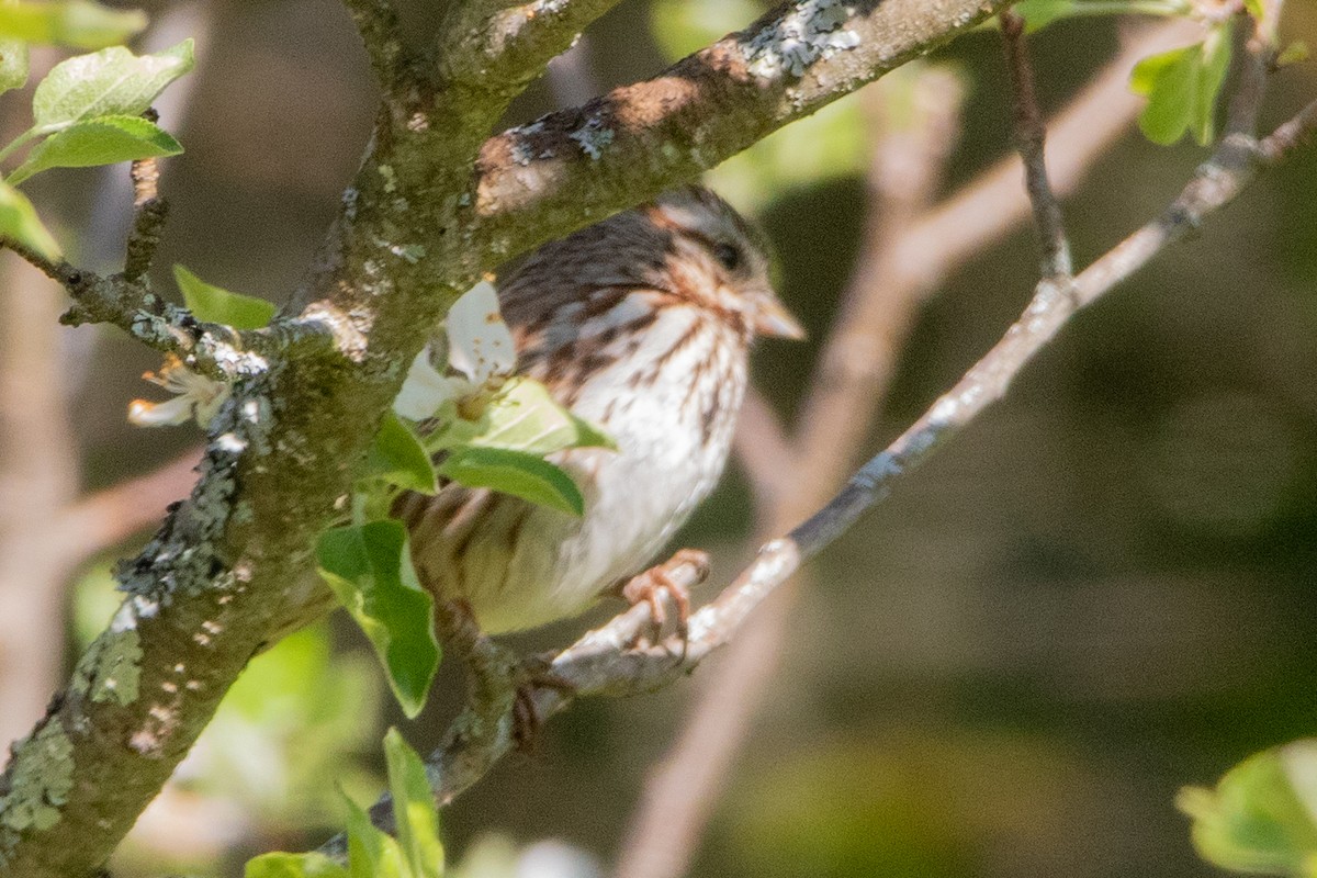 Song Sparrow - ML573922651