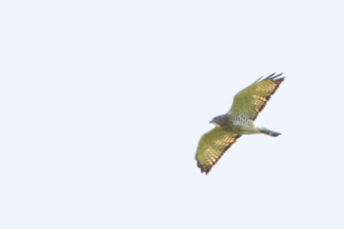 Broad-winged Hawk - ML573922681