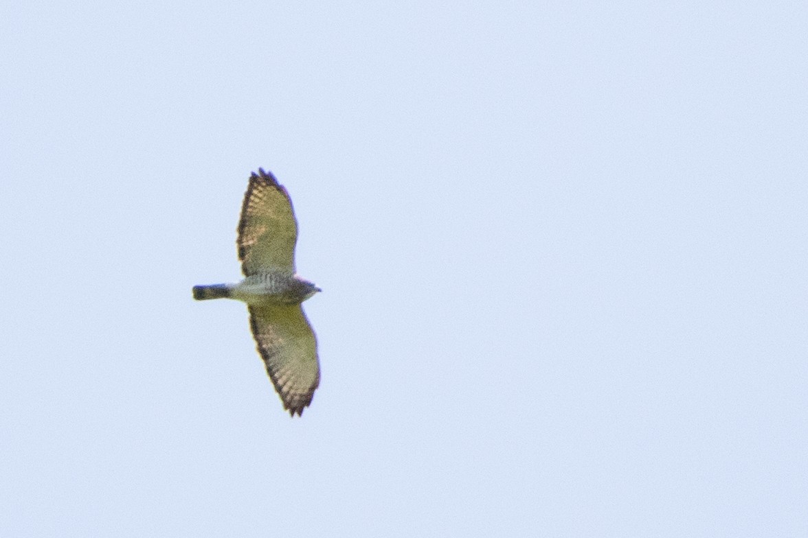 Broad-winged Hawk - ML573922691