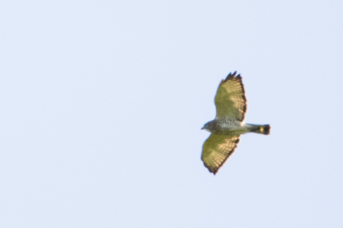 Broad-winged Hawk - ML573922701