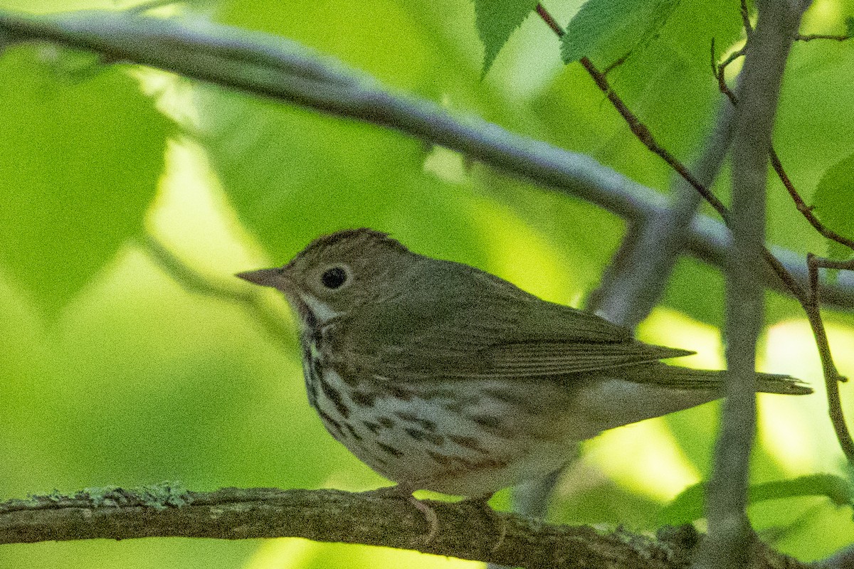 Ovenbird - ML573923021