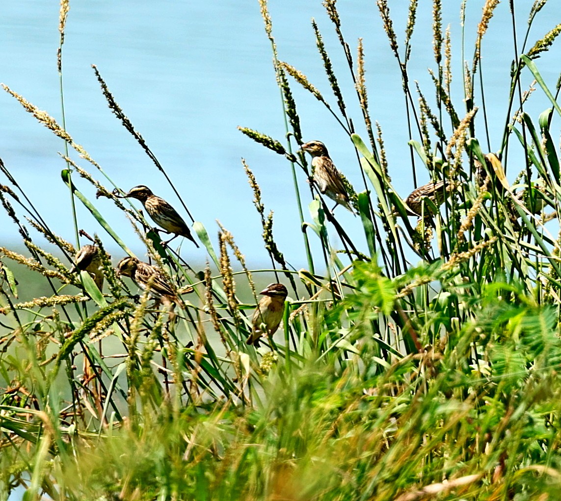 Yellow-crowned Bishop - ML573923431