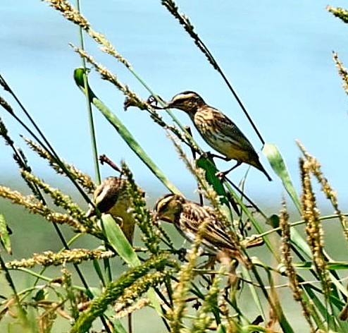 Yellow-crowned Bishop - ML573923441