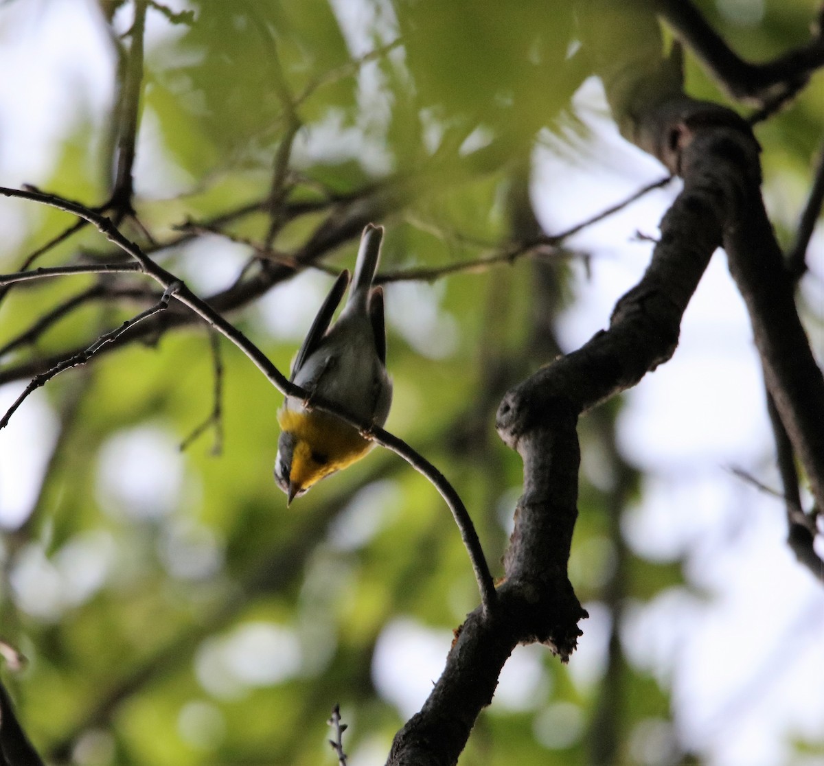 Crescent-chested Warbler - Jeff Sexton