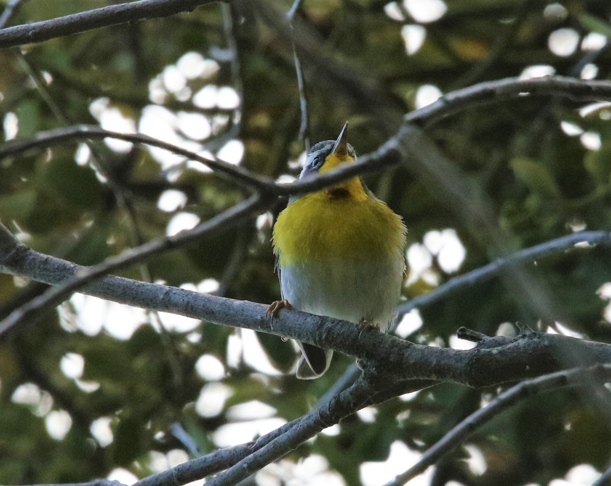 Crescent-chested Warbler - ML573924831