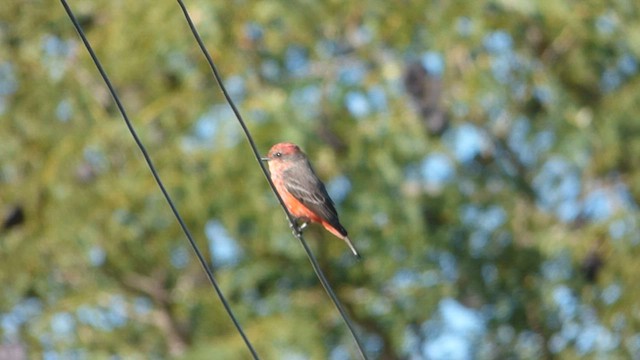 Vermilion Flycatcher - ML573924901