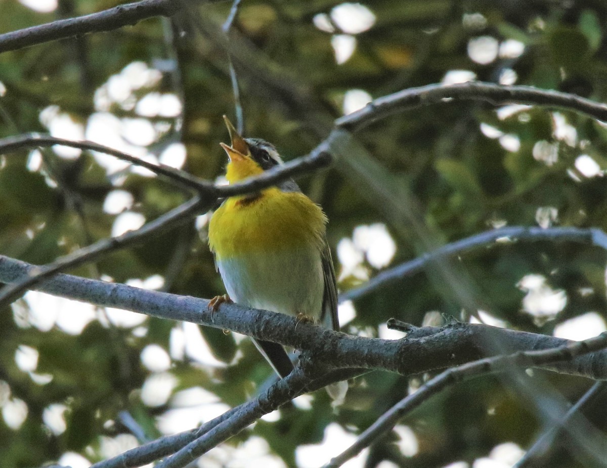 Crescent-chested Warbler - ML573925191