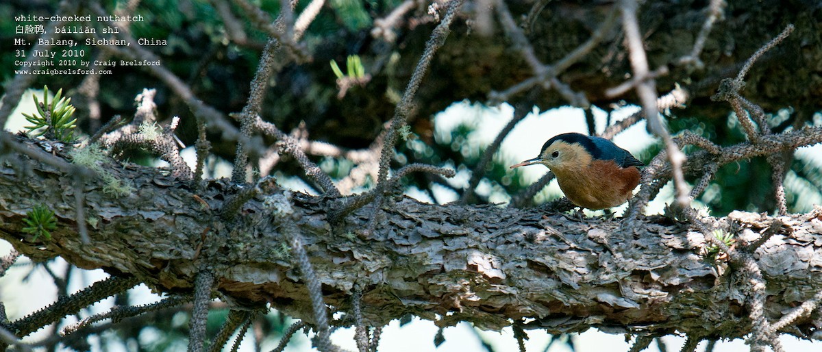 Przevalski's Nuthatch - Craig Brelsford