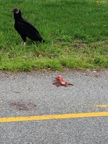 Black Vulture - ML57392561