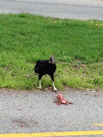 Black Vulture - ML57392571