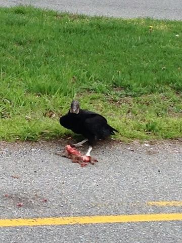 Black Vulture - ML57392591