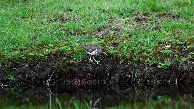 Kuliska orbanduna - ML573925911