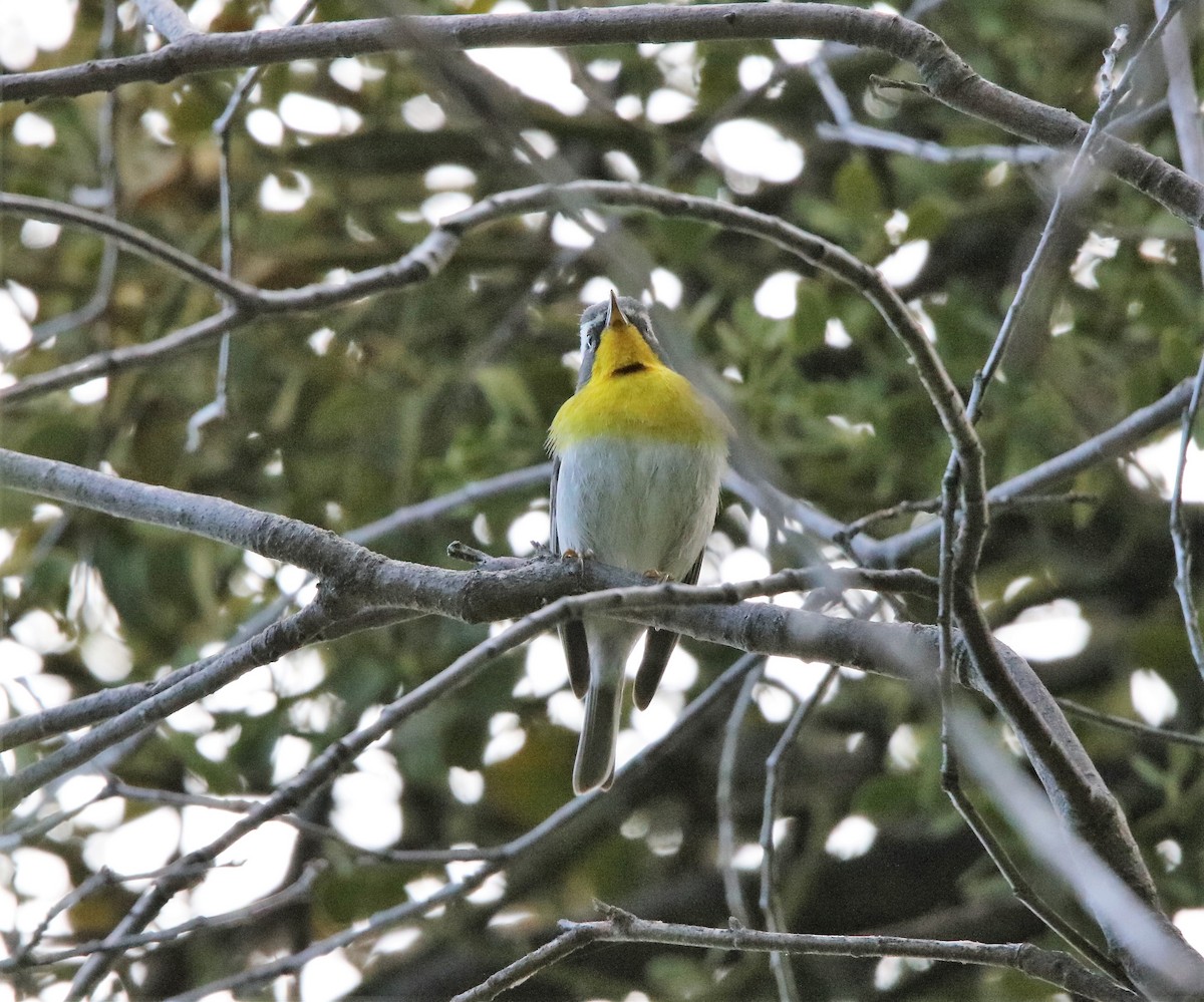 Crescent-chested Warbler - ML573925951