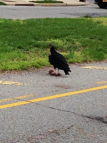 Black Vulture - ML57392611