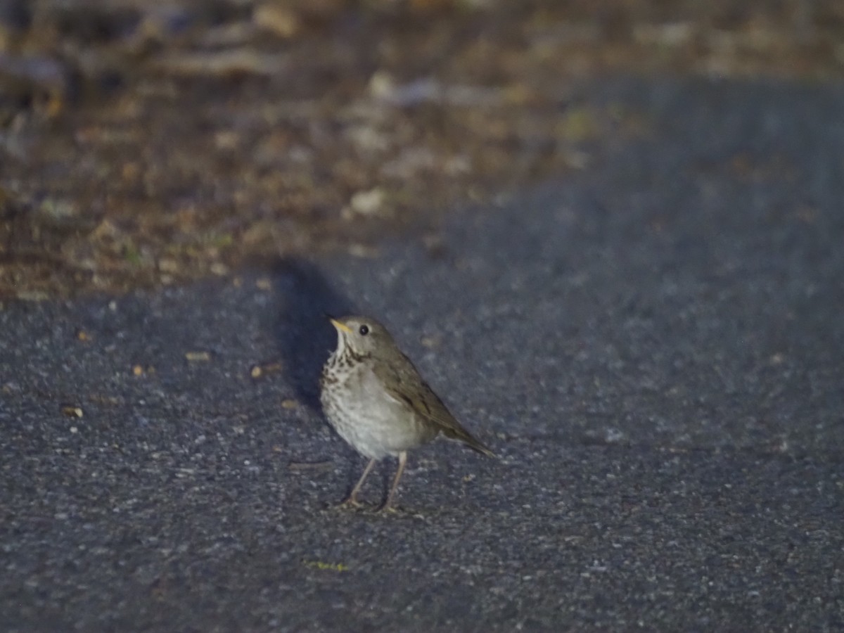 Gray-cheeked Thrush - ML573926751